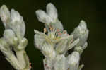 Longleaf buckwheat